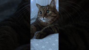 Жить по средствам 🙏🙀🤔🤣 #cat #кот #котушка #приколы #юмор #funny #цитаты