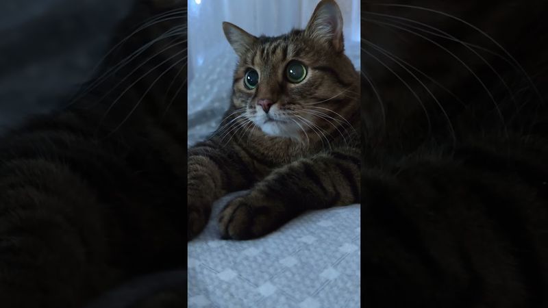 Жить по средствам 🙏🙀🤔🤣 #cat #кот #котушка #приколы #юмор #funny #цитаты