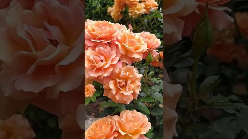 Роза Ламбада/Оранжевая Красотка