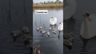 СЕМЬЯ #лебедь #cute #animals