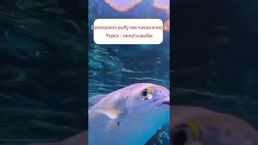 Татары рулят !