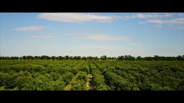 Черешневый сад в селе Жемчужина село в Нижнегорский район Крым померз dji mavic pro