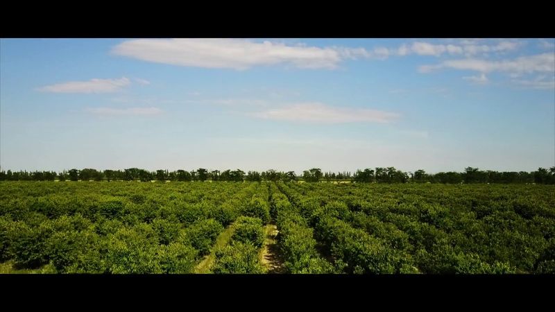 Черешневый сад в селе Жемчужина село в Нижнегорский район Крым померз dji mavic pro