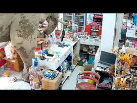 A hungry wild elephant raids a grocery store for snacks in Thailand