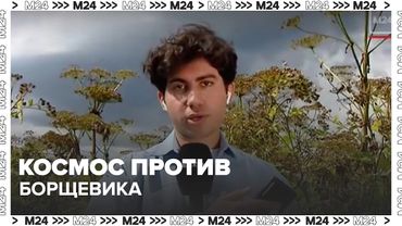 🚀 Космос против борщевика: как спутники помогают находить опасный сорняк под Москвой