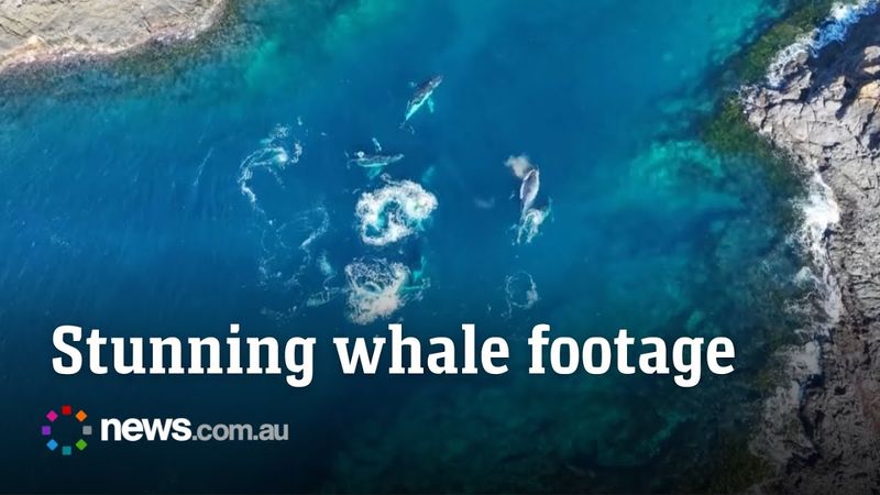 Humpback whales swim through small bay in NSW