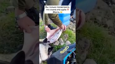 Как вам такое? #рыбалка #рыбак #поплавок #рыба #улов #сом #карп #карась #плотва #щука #судак #окунь