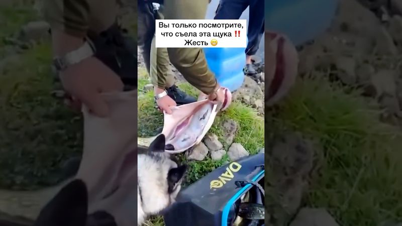 Как вам такое? #рыбалка #рыбак #поплавок #рыба #улов #сом #карп #карась #плотва #щука #судак #окунь