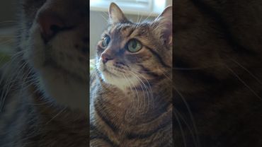 Пищевая цепочка 🤔🙀😉🤣 #cat #кот #юмор #котушка #приколы #цитаты #позитив