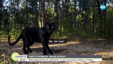 Проверяват двама души заради избягалия хищник в Шуменско