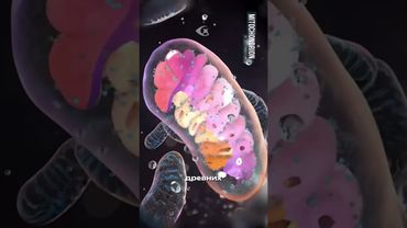 Что внутри человеческой клетки?