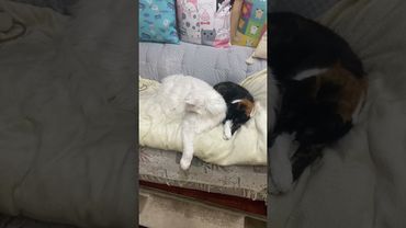 Белый мейн-кун и обычная котейка😻😀