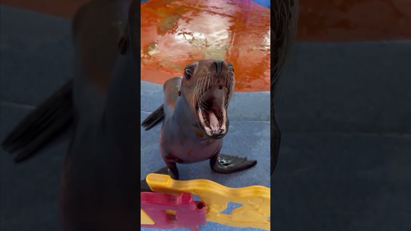Dancing Sea Lion..😭 #memes #funnyshorts #funny #sealions #sealion #comedy #emotes #reels