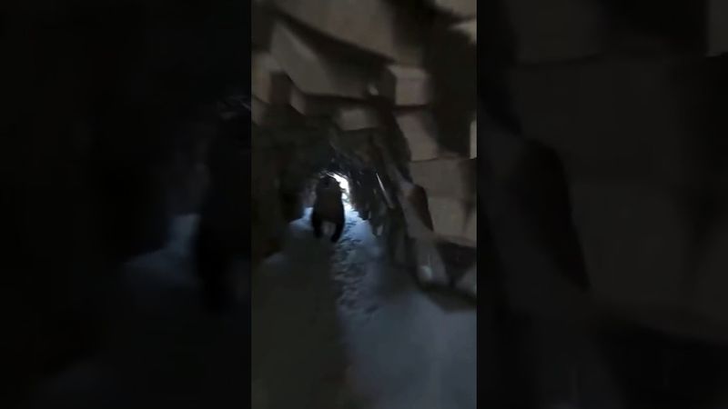 Mama Husky Faces Wolves to Save Her Pup?!