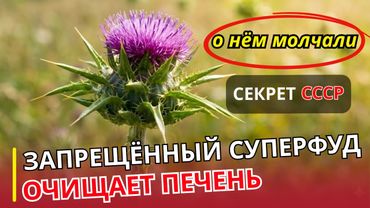 Лучше сельдерея и артишока 🌿 Чертополох под ногами, который лечит печень | УРОЛОГ ОТВЕЧАЕТ