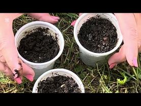 PIANTA QUESTE PIANTE A LUGLIO! Quando scoprirai il perché, rimarrai a bocca aperta!