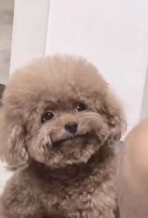 That smile 😍🥺 #puppy #puppylove #puppydog #cute #cutebaby #funny #mem...