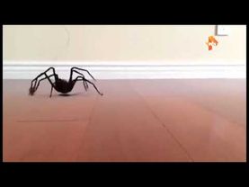 Взлом канала РЕН ТВ