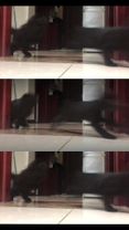 Parkour Cat. #tiktok #pet #cat #cute #kitten #funnytiktok 