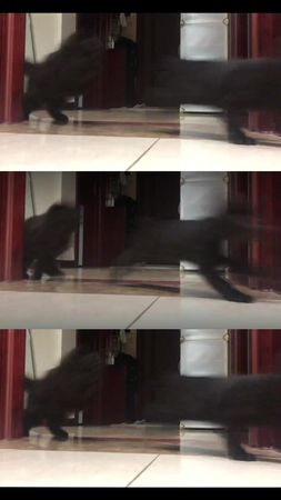 Parkour Cat. #tiktok #pet #cat #cute #kitten #funnytiktok 