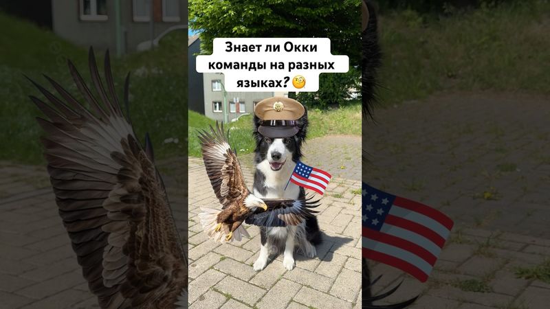 Знает ли моя собака команды на разных языках #окки #бордерколли #германия #мем #собака #языки #смех