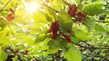 Plodovi zemlje, 15. lipnja 2025.