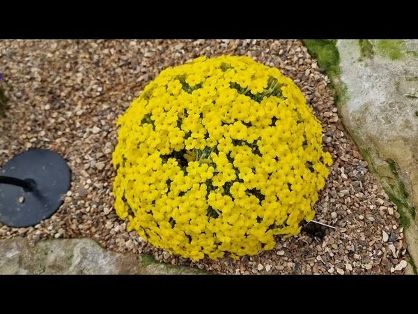 Лондон. Королевские ботанические сады Кью. Февраль 2025