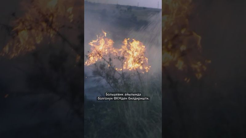 81 бука куйкаланып калган