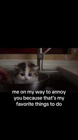 Cats #catsoftiktok #couplecomedy #ilovemygf #ilovemybf #foryoupage 