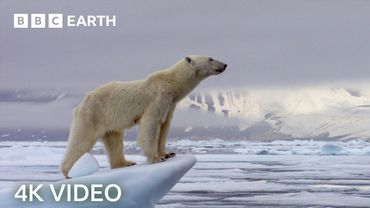 Incredible 4K Nature Scenes Narrated By David Attenborough | BBC Earth