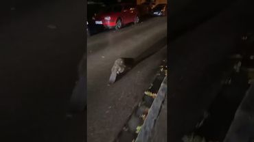 Бобр курва я пердоле