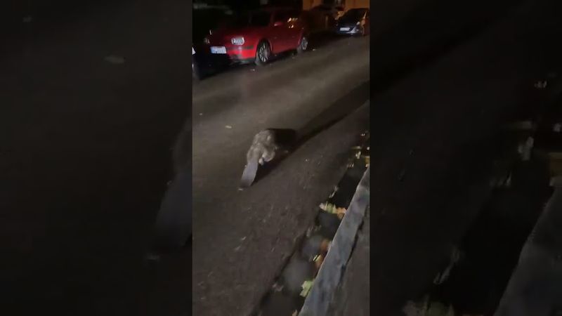 Бобр курва я пердоле