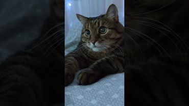 Виталик 😳🙀😉🤣 #cat #кот #юмор #котушка #приколы #цитаты