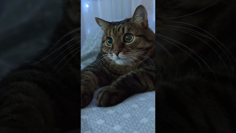 Виталик 😳🙀😉🤣 #cat #кот #юмор #котушка #приколы #цитаты