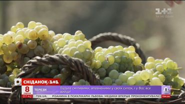 Мій путівник. Коблеве - Секрети народження українського вина