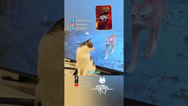 ردة فعل القطط عند مشاهدة لعبة Stray! 🐈
