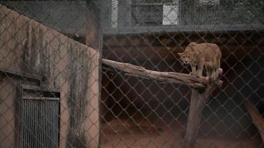Sanctuary in Brazil comes to the rescue of pumas threatened by urban sprawl | AFP