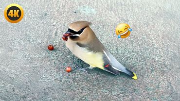 Drunk Bird is So FUNNY! 🤣 | Best Bird Videos 2025