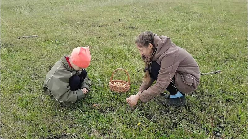 СТОЛЬКО ГРИБОВ Я ЕЩЕ НЕ ВИДЕЛА! ЖАЛКО ПТЕНЦОВ. собираем грибы опята. влог  в деревне