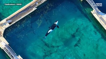 Abandoned orcas left in algae-infested pools