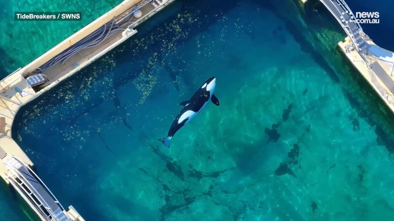 Abandoned orcas left in algae-infested pools