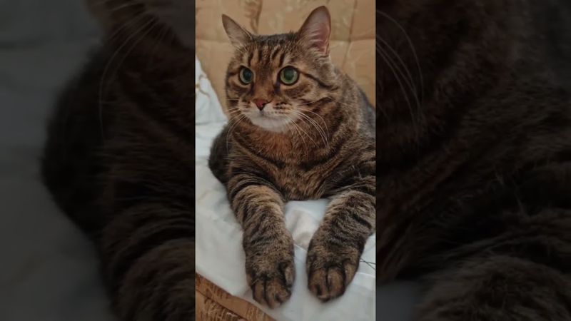 В жизни повезло 😺😉👍🤣 #cat #кот #юмор #котушка #приколы #цитаты #смех