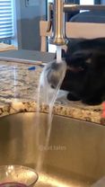Cat’s funny way of drinking water #cat #catsoftiktok #funny #pets #ki...