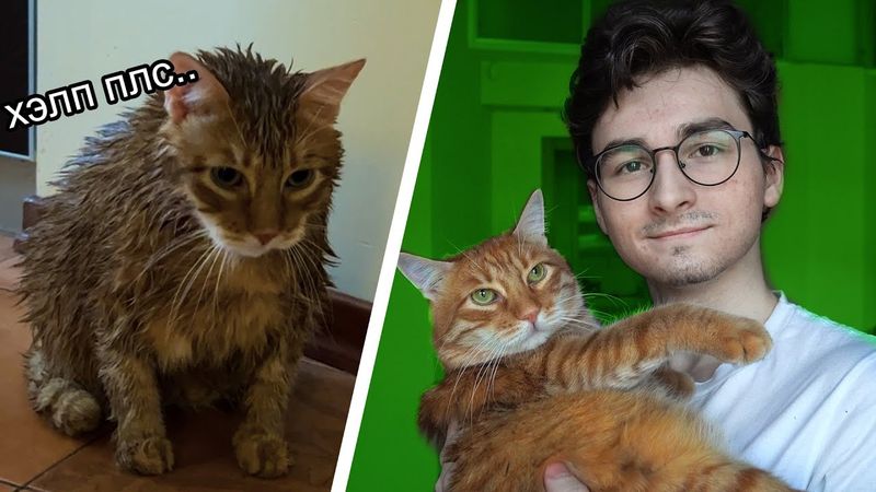 ТРАНСФОРМАЦИЯ КОТА за 24 часа