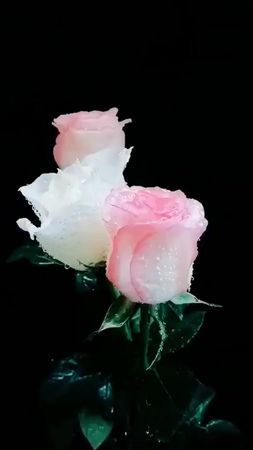 Если понравилось, подпишись и поставь лайк #цветы #цветывсаду  #приро...