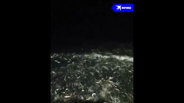 Мойва заполонила побережье в Приморском крае