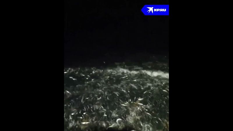 Мойва заполонила побережье в Приморском крае