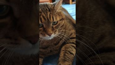 Подозреваю 🚘🙀🤔🤣 #cat #кот #юмор #котушка #приколы #цитаты