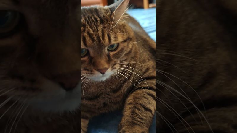 Подозреваю 🚘🙀🤔🤣 #cat #кот #юмор #котушка #приколы #цитаты