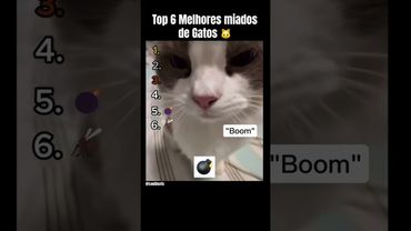 Ranking Dos Miados mais Fofos ☺️   #ranking #memes #humor #gatos #fofos